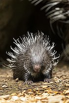Biosphoto | 2598135 | Old World porcupines (Hystrix cristata), youngster, Germany, Europe | &copy; David & Micha Sheldon / imageBROKER / Biosphoto