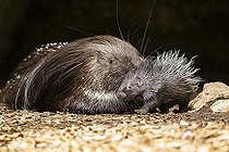 Biosphoto | 2598134 | Old World porcupines (Hystrix cristata) mother with her youngster, Germany, Europe | &copy; David & Micha Sheldon / imageBROKER / Biosphoto