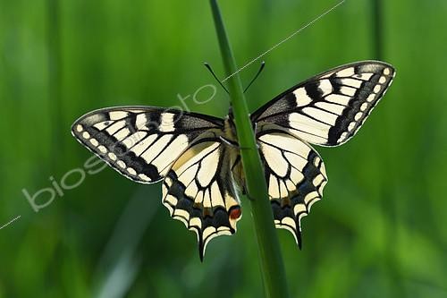 Biosphoto | 2171063 | Old World swallowtail (Papilio machaon) on a leaf, Lorraine, France | &copy; Régis Cavignaux / Biosphoto