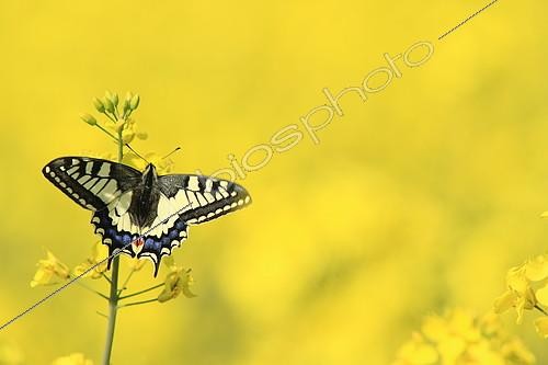 Biosphoto | 2145081 | Old World Swallowtail (Papilio machaon) on flower in spring | &copy; Jean-François Noblet / Biosphoto