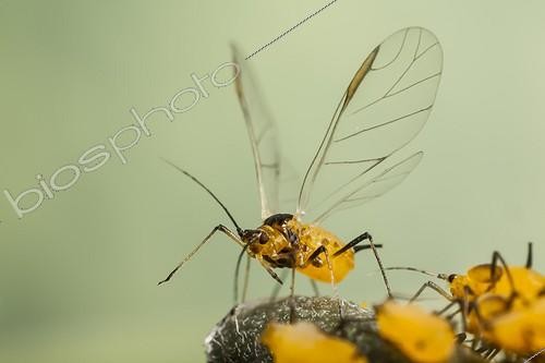 Biosphoto | 1808454 | Oleander aphids in autum France  | &copy; Olivier Miniato / Biosphoto