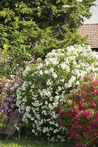 Biosphoto | 1423527 | Oleanders in bloom in a garden | &copy; Marc Chatelain / Biosphoto