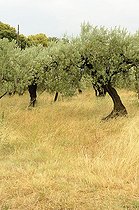 Biosphoto | 1233477 | Olive and grasses in Beaumes-de-Venise Vaucluse France | &copy; Claude Thouvenin / Biosphoto