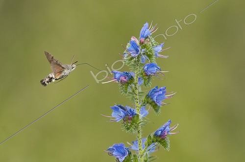 Biosphoto | 1903952 | Olive Bee Hawk foraging Vipersbugloss Lawn limestone France | &copy; Stéphane Vitzthum / Biosphoto