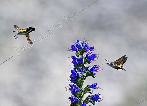 Biosphoto | 2621168 | Olive bee hawk-moth (Macroglossum stellatarum) feeding on a viper's bugloss (Echium sp), limestone grassland, Pagny-la-Blanche-Côte, Lorraine, France. | &copy; Stéphane Vitzthum / Biosphoto