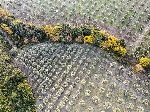 Biosphoto | 2593449 | Olive orchard in the Alpilles, Regional Nature Park, Bouches-du-Rhône, France | &copy; David Tatin / Biosphoto