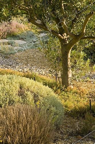 Biosphoto | 2034156 | Olive tree in a mediterranean garden | &copy; Marc Chatelain / Biosphoto