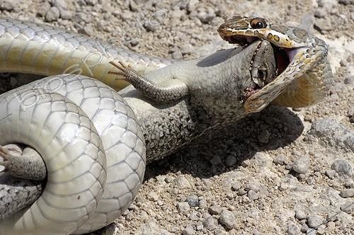 Biosphoto | 1987154 | Olive Whip Snake catching a Lizard - Etosha Namibia | &copy; Philippe-Alexandre Chevallier / Biosphoto