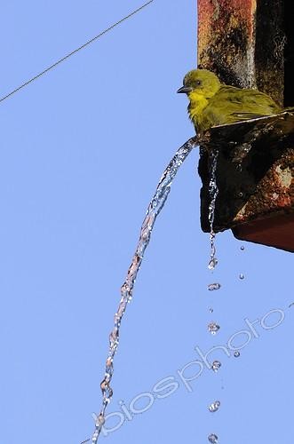 Biosphoto | 1444832 | Olived green Tanager bathing Brazil  | &copy; Claude Balcaen / Biosphoto