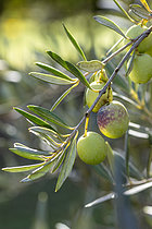 Biosphoto | 2609238 | Olives (Olea europaea) ripening on the tree in November, Bouches-du-Rhone, France | &copy; Marie Aymerez / Biosphoto