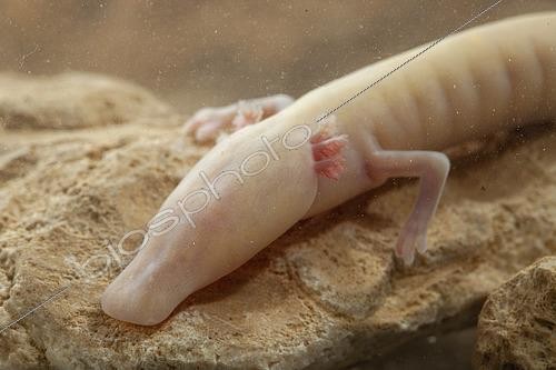 Biosphoto | 2585368 | Olm (Proteus anguinus anguinus), Slovznia | &copy; Frank Deschandol & Philippe Sabine / Biosphoto