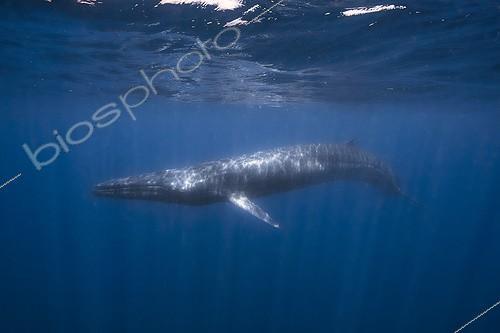 Biosphoto | 2091167 | Omura's whale (Balaenoptera omurai) below the surface, Indian Ocean, Nosy Be, Madagascar | &copy; Gabriel Barathieu / Biosphoto