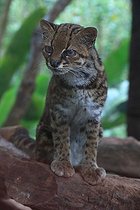 Biosphoto | 2395145 | Oncilla (Leopardus tigrinus) on rock, Costa Rica | &copy; Jean-François Noblet / Biosphoto