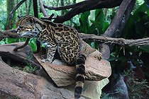 Biosphoto | 2395146 | Oncilla (Leopardus tigrinus) on rock, Costa Rica | &copy; Jean-François Noblet / Biosphoto