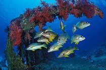 Biosphoto | 981182 | One-spot Snapper on Yolanda Wreck, Ras Mohammed, Sinai, Red Sea, Egypt | &copy; Borut Furlan / WaterFrame / Biosphoto