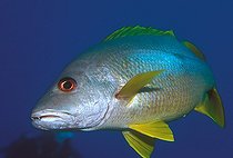 Biosphoto | 981027 | One-spot Snapper, Ras Mohammed, Sinai, Red Sea, Egypt | &copy; Borut Furlan / WaterFrame / Biosphoto