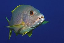 Biosphoto | 981029 | One-spot Snapper, Ras Mohammed, Sinai, Red Sea, Egypt | &copy; Borut Furlan / WaterFrame / Biosphoto