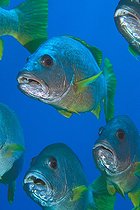 Biosphoto | 981057 | One-spot Snapper, Ras Mohammed, Sinai, Red Sea, Egypt | &copy; Borut Furlan / WaterFrame / Biosphoto