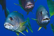 Biosphoto | 981058 | One-spot Snapper, Ras Mohammed, Sinai, Red Sea, Egypt | &copy; Borut Furlan / WaterFrame / Biosphoto