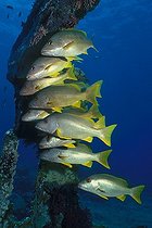 Biosphoto | 981097 | One-spot Snapper, Ras Mohammed, Sinai, Red Sea, Egypt | &copy; Borut Furlan / WaterFrame / Biosphoto