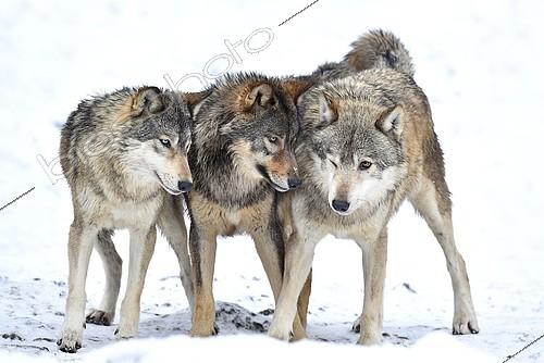 Biosphoto | 2087423 | One-year old Eastern Wolf, Eastern timber wolf (Canis lupus lycaon), Young wolves playing in winter, Baden-Württemberg, Germany, Europe | &copy; Michael Weber / imageBROKER / Biosphoto