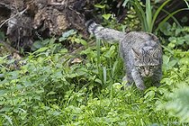 Biosphoto | 2598078 | One young european wildcat, Felis silvestris silvestris, standing in green vegetation | &copy; photoholic / imageBROKER / Biosphoto