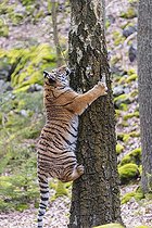 Biosphoto | 2598099 | One young female Siberian Tiger, Panthera tigris altaica, climbing up a birch tree in a forest | &copy; photoholic / imageBROKER / Biosphoto