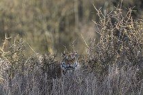 Biosphoto | 2598102 | One young female Siberian Tiger, Panthera tigris altaica, hiding in tall dry grass. Early morning light | &copy; photoholic / imageBROKER / Biosphoto