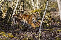 Biosphoto | 2598103 | One young female Siberian Tiger, Panthera tigris altaica, walking thru a birch tree forest. Early morning light | &copy; photoholic / imageBROKER / Biosphoto