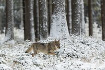 Biosphoto | 2598082 | One young male eurasian gray wolf (Canis lupus lupus) running thru the snow-covered undergrowth of a forest | &copy; photoholic / imageBROKER / Biosphoto