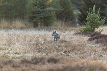 Biosphoto | 2598083 | One young male eurasian gray wolf (Canis lupus lupus) running over a meadow with tall grass. A dark forest in the background | &copy; photoholic / imageBROKER / Biosphoto