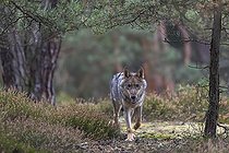 Biosphoto | 2598084 | One young male eurasian gray wolf (Canis lupus lupus) running thru a forest with rocks and heather. Green vegetation in the background | &copy; photoholic / imageBROKER / Biosphoto