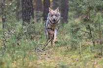 Biosphoto | 2598085 | One young male eurasian gray wolf (Canis lupus lupus) running thru a forest with rocks and heather. Green vegetation in the background | &copy; photoholic / imageBROKER / Biosphoto