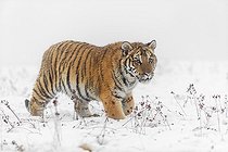 Biosphoto | 2598095 | One young Siberian Tiger, Panthera tigris altaica, running over snowy meadow with dense fog in the background | &copy; photoholic / imageBROKER / Biosphoto