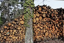 Biosphoto | 2575230 | ONF softwood steres, Leppo forest or Epaux wood, Le Mans, Sarthe, France | &copy; Michel Gile / Biosphoto