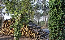 Biosphoto | 2575231 | ONF softwood steres, Leppo forest or Epaux wood, Le Mans, Sarthe, France | &copy; Michel Gile / Biosphoto