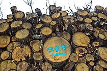 Biosphoto | 2575233 | ONF softwood steres, Leppo forest or Epaux wood, Le Mans, Sarthe, France | &copy; Michel Gile / Biosphoto