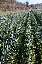 Biosphoto | 2575909 | Open field leek cultivation on a market garden, Champagne, Sarthe, Pays de la Loire, France | &copy; Michel Gile / Biosphoto