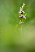 Biosphoto | 2583172 | Ophrys abeille (Ophrys apifera), fleurs | &copy; Robin Fourré / Biosphoto