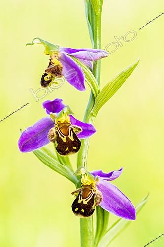 Biosphoto | 2621172 | Ophrys abeille (Ophrys apifera), pelouse calcaire, plateau de Domgermain, Lorraine, France | &copy; Stéphane Vitzthum / Biosphoto