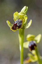Biosphoto | 2582761 | Ophrys de Delforge (Ophrys delforgei), Bouches-du-Rhône, France | &copy; Marie Aymerez / Biosphoto