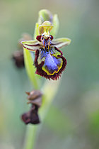 Biosphoto | 2621527 | Ophrys miroir (Ophrys speculum) dans les dunes de la réserve nationale de Vauville - Donnée la plus septentrionale de France pour cette espèce méditerranéenne - Normandie, France | &copy; Christophe Perelle / Biosphoto
