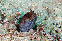Biosphoto | 2608757 | Opistognathe variable (Opistognathus variabilis), forme verte, site de plongée de Sabora, Bangka, Sulawesi, Indonésie | &copy; Colin Marshall / Biosphoto