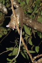 Biosphoto | 2395100 | Oppossum laineux de Derby (Caluromys derbianus) sur une branche, Costa Rica | &copy; Jean-François Noblet / Biosphoto