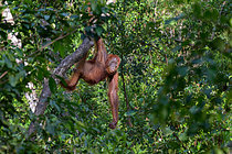 Biosphoto | 2609185 | Orang-outan de Bornéo (Pongo pygmaeus) femelle suspendue à un arbre dans la forêt, Taman Negara, Bornéo, Indonésie | &copy; Régis Cavignaux / Biosphoto