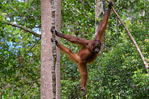 Biosphoto | 2609199 | Orang-outan de Bornéo (Pongo pygmaeus), jeune dans un arbre, Taman Negara, Bornéo, Indonésie | &copy; Régis Cavignaux / Biosphoto