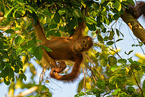 Biosphoto | 2609202 | Orang-outan de Bornéo (Pongo pygmaeus), jeune jouant dans un arbre, Taman Negara, Bornéo, Indonésie | &copy; Régis Cavignaux / Biosphoto