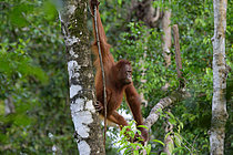 Biosphoto | 2609176 | Orang-outan de Bornéo (Pongo pygmaeus), jeune âgé de 4 ans, Taman Negara, Bornéo, Indonésie | &copy; Régis Cavignaux / Biosphoto