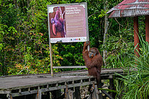 Biosphoto | 2609200 | Orang-outan de Bornéo (Pongo pygmaeus) mâle dominant à l'entrée du parc national Tanjung Puting, Taman Negara, Bornéo, Indonésie | &copy; Régis Cavignaux / Biosphoto