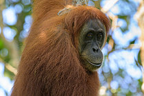 Biosphoto | 2609166 | Orang-outan de Sumatra (Pongo abelii), femelle, Gunung Leuser, Sumatra, Indonésie | &copy; Régis Cavignaux / Biosphoto